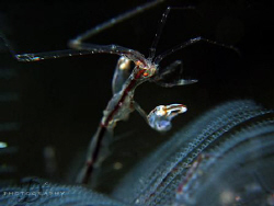 Skeleton Shrimp, look at it's hook!
Photo capture by Can... by Derrick Lim 